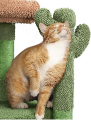 Домик для кошки 107см зелёный фото 3